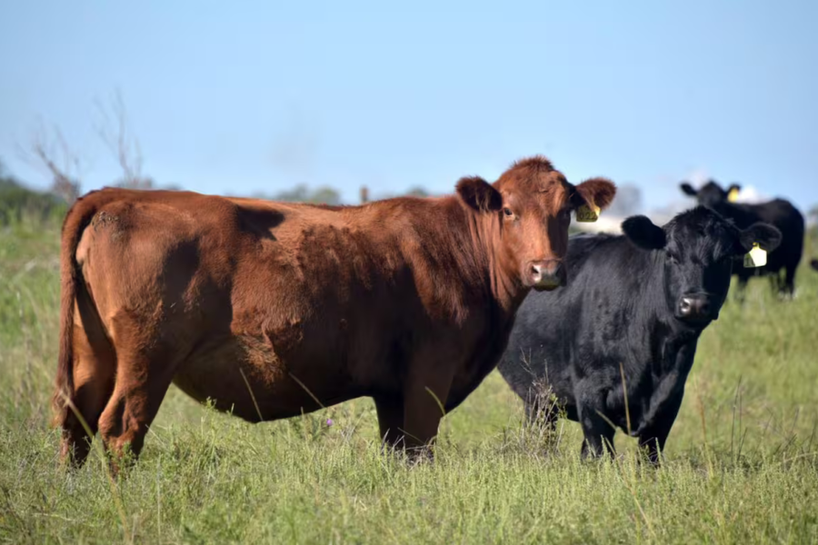 Renovaron una plataforma que aporta transparencia a la faena de hacienda