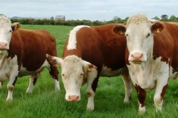 Lecciones para Argentina: el impuesto al metano ganadero fracasó en Dinamarca, Países Bajos y Nueva Zelanda