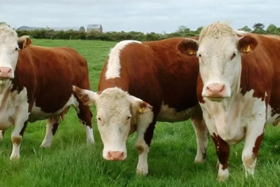 Lecciones para Argentina: el impuesto al metano ganadero fracasó en Dinamarca, Países Bajos y Nueva Zelanda