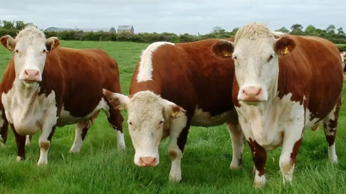 Lecciones para Argentina: el impuesto al metano ganadero fracasó en Dinamarca, Países Bajos y Nueva Zelanda