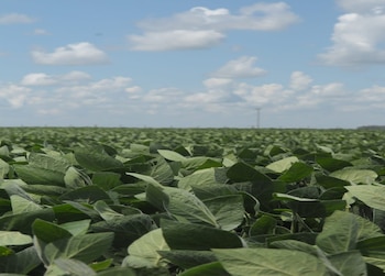 Granos argentinos: calidad que impulsa la industria