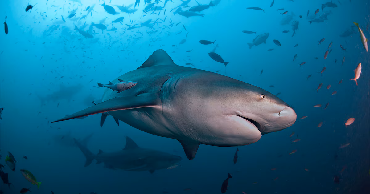 Murió un nene australiano de 12 años tras ataque de tiburón en el puerto de Sídney; abre debate sobre seguridad