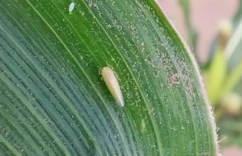 Alerta por “chicharrita” – Infobae