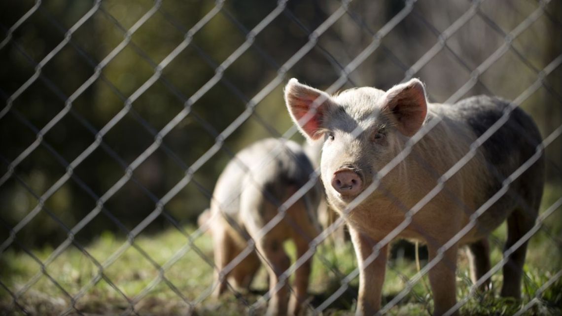 Nordelta: tras la disputa por los carpinchos, aparecen chanchos salvajes en las calles y desatan polémica política