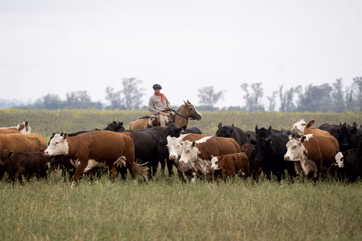 El Gobierno modificó reglamento del Senasa y derogó normas de hace casi 60 años