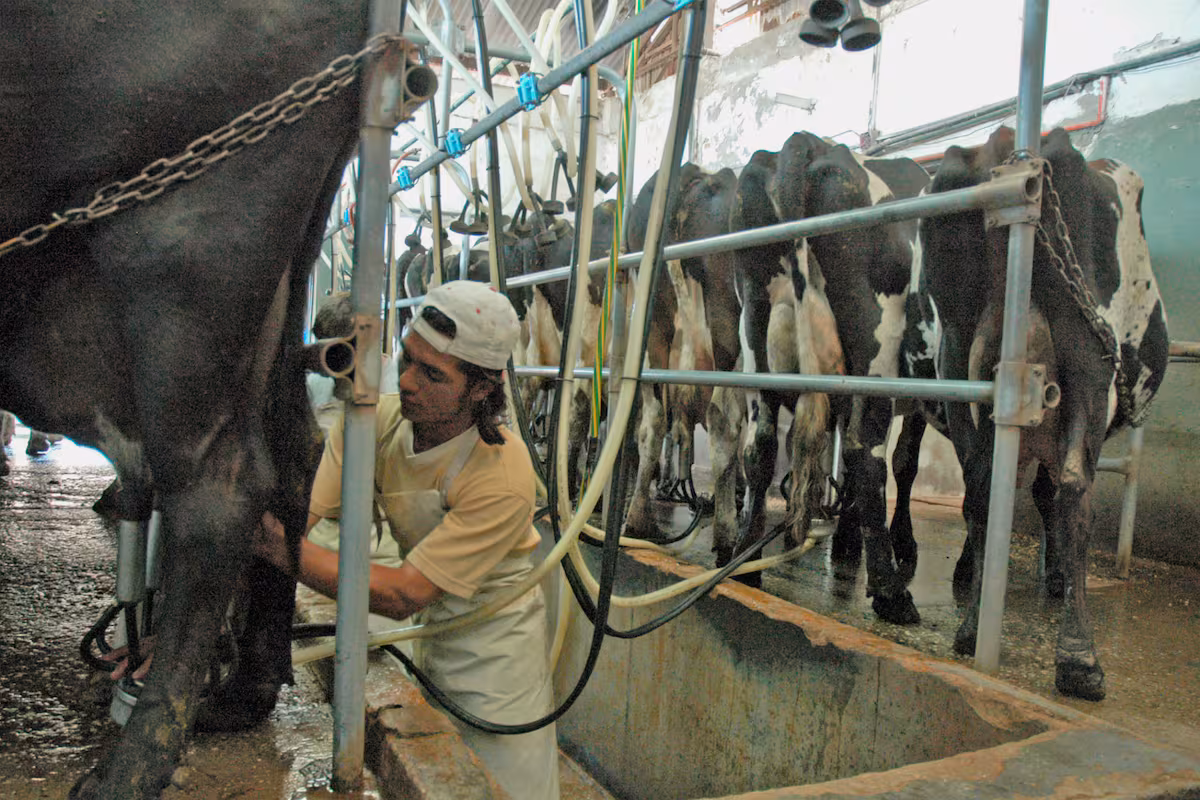 Señal de alarma detrás del boom productivo de la lechería