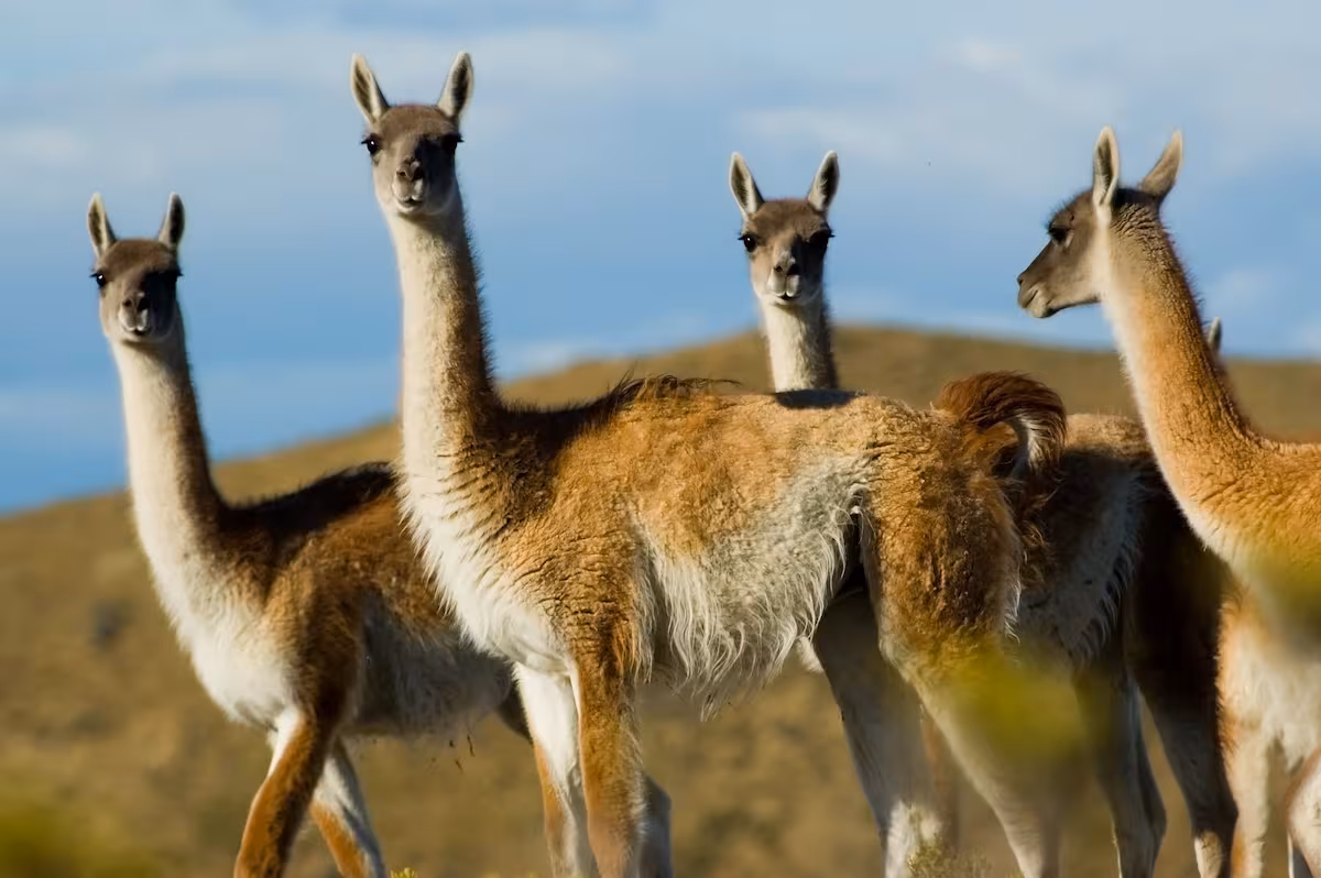 Faenaron más de 10.000 guanacos en el marco de un ambicioso plan, cifra inédita
