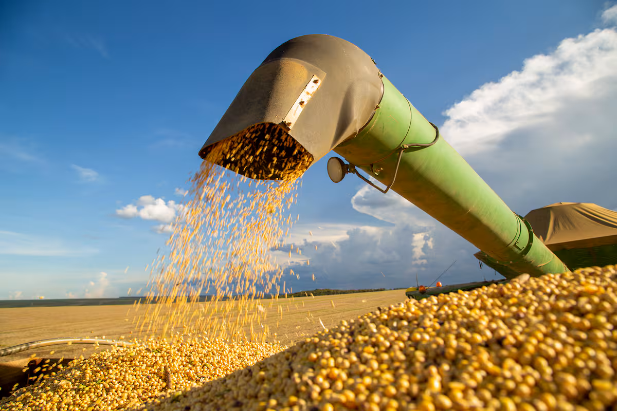 Ley de semillas: una oportunidad para impulsar el desarrollo productivo