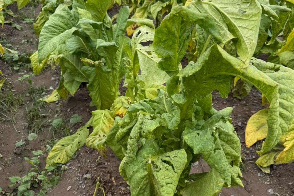 Productor cuenta cómo salvó por poco su vida durante feroz tormenta en Salta