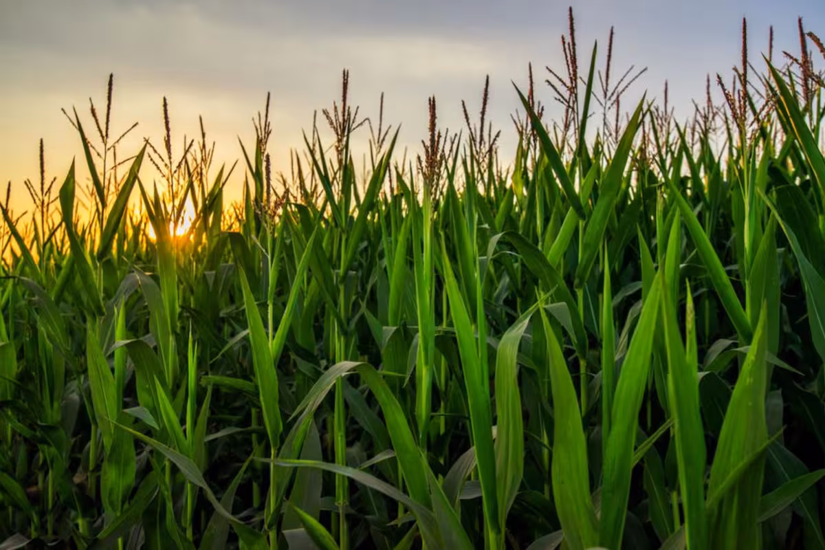 La soja y el maíz recuperan poder de compra y renuevan las expectativas del mercado