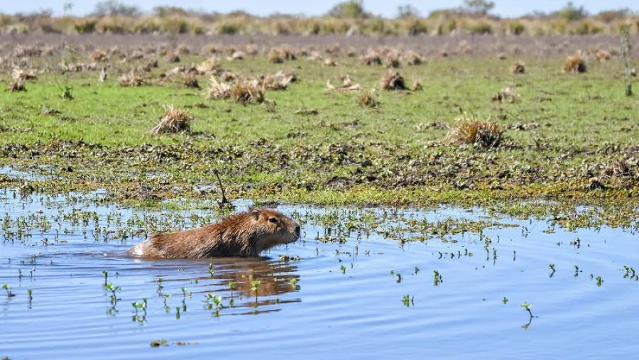Justicia confirma cese del desmonte y recomposición ambiental en el Arroyo Perucho Verna en Colón