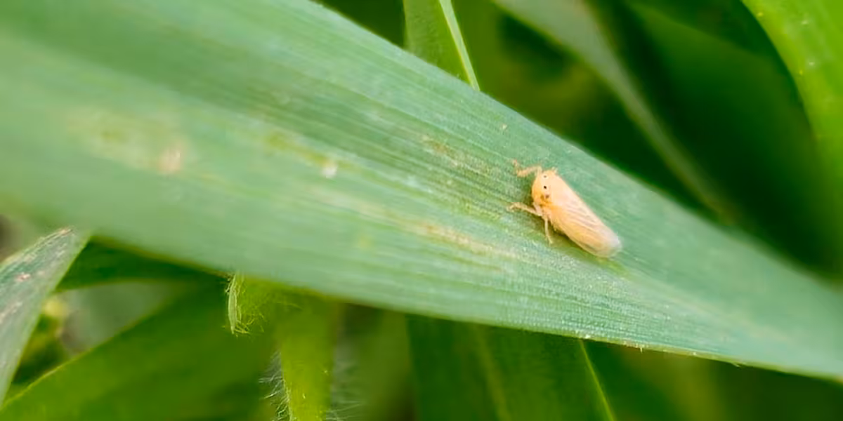 Crece la población de chicharrita; recomiendan monitorear el maíz