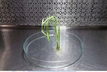 Hacia el arroz del futuro: la ciencia argentina edita el mañana del cultivo