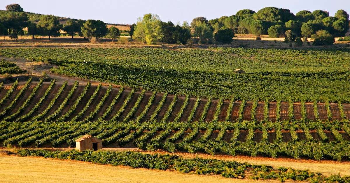 Histórica bodega activó plan para evitar concurso preventivo, contrató asesores y negoció con acreedores
