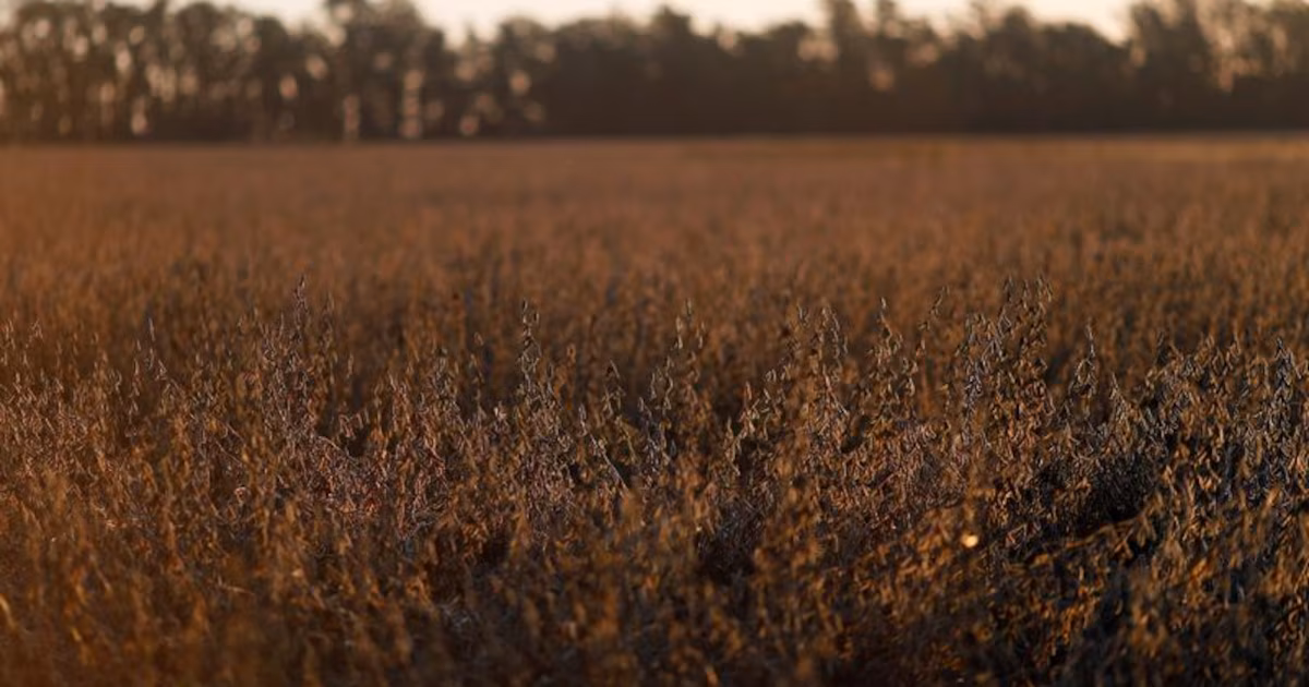 Bioceres anunció reestructuración de deuda; Rizobacter buscará reperfilar vencimientos