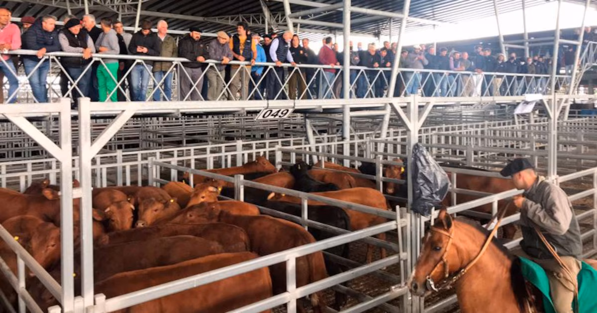 Datos de faena, valor del novillo, carnaval y efecto hamburguesa: todo apunta a que la carne vacuna seguirá aumentando; cuota a EEUU