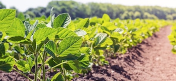 Fin de la siembra de soja, girasol en alza y maíz en alerta: el clima redefine el mapa productivo
