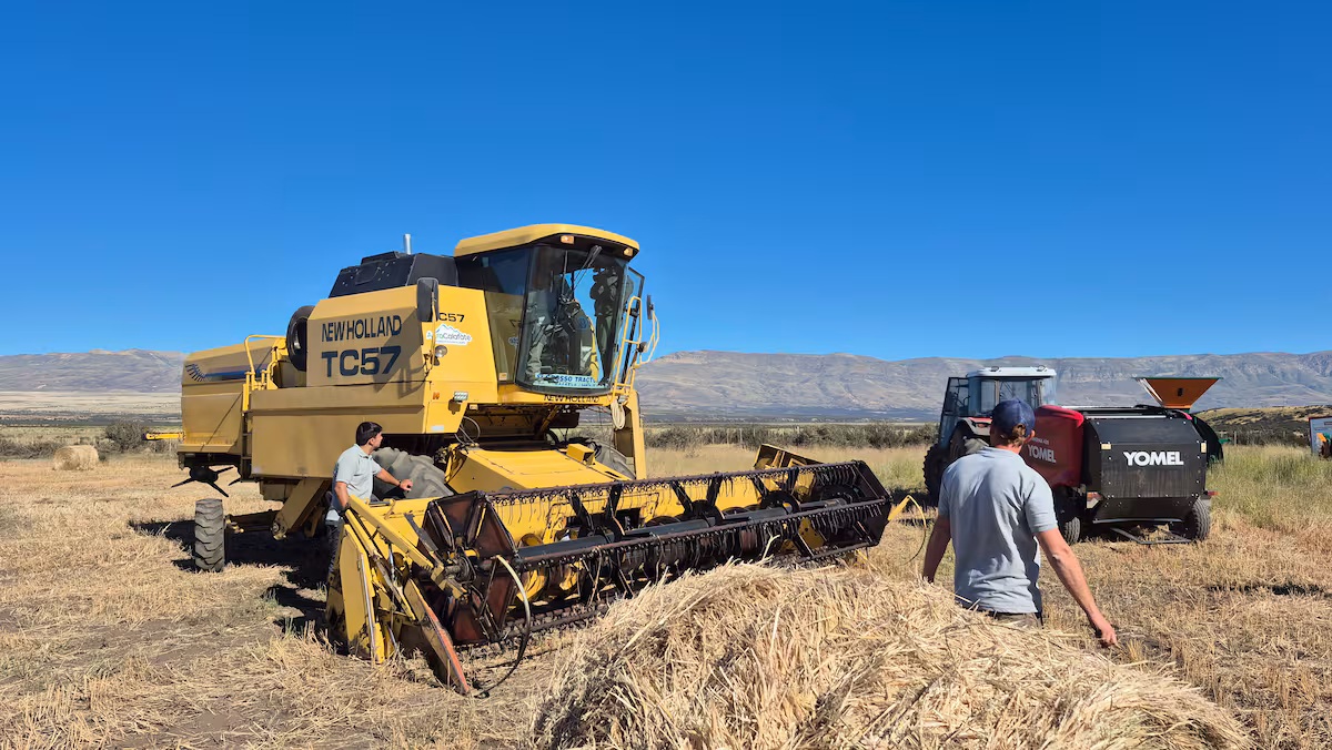 Comenzó la cosecha del trigo más austral del planeta