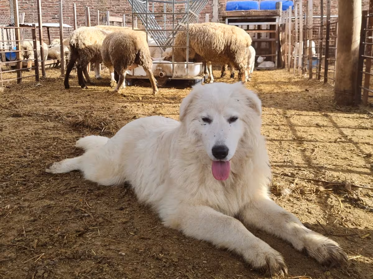 Guardaespaldas: cría de perros élite protege ovejas como única barrera frente a pumas y perros salvajes