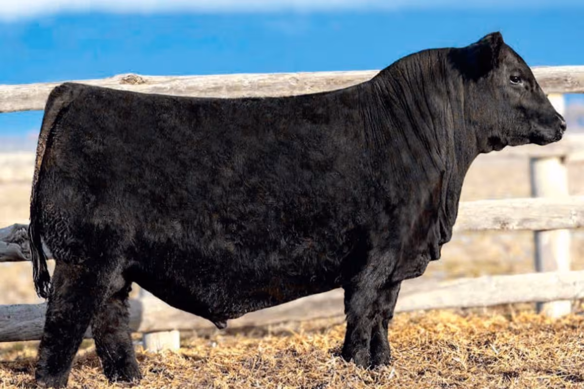 Con genética argentina: cobertura especial de LA NACION