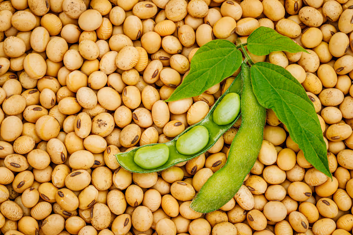 Por qué el buen momento de la soja en Chicago no se refleja en Argentina