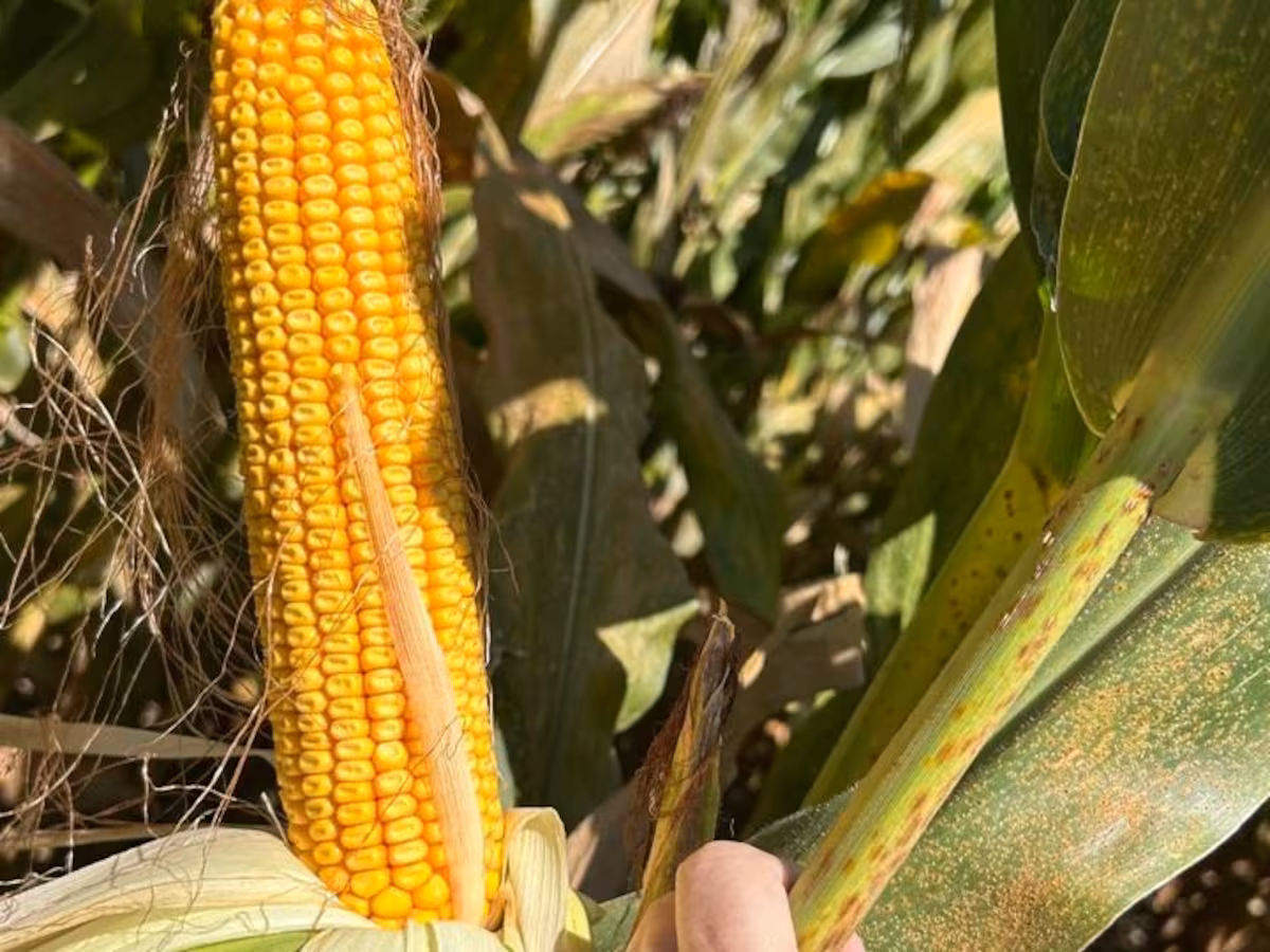 Los farmers centran la atención en el maíz y lanzan una alerta por la soja