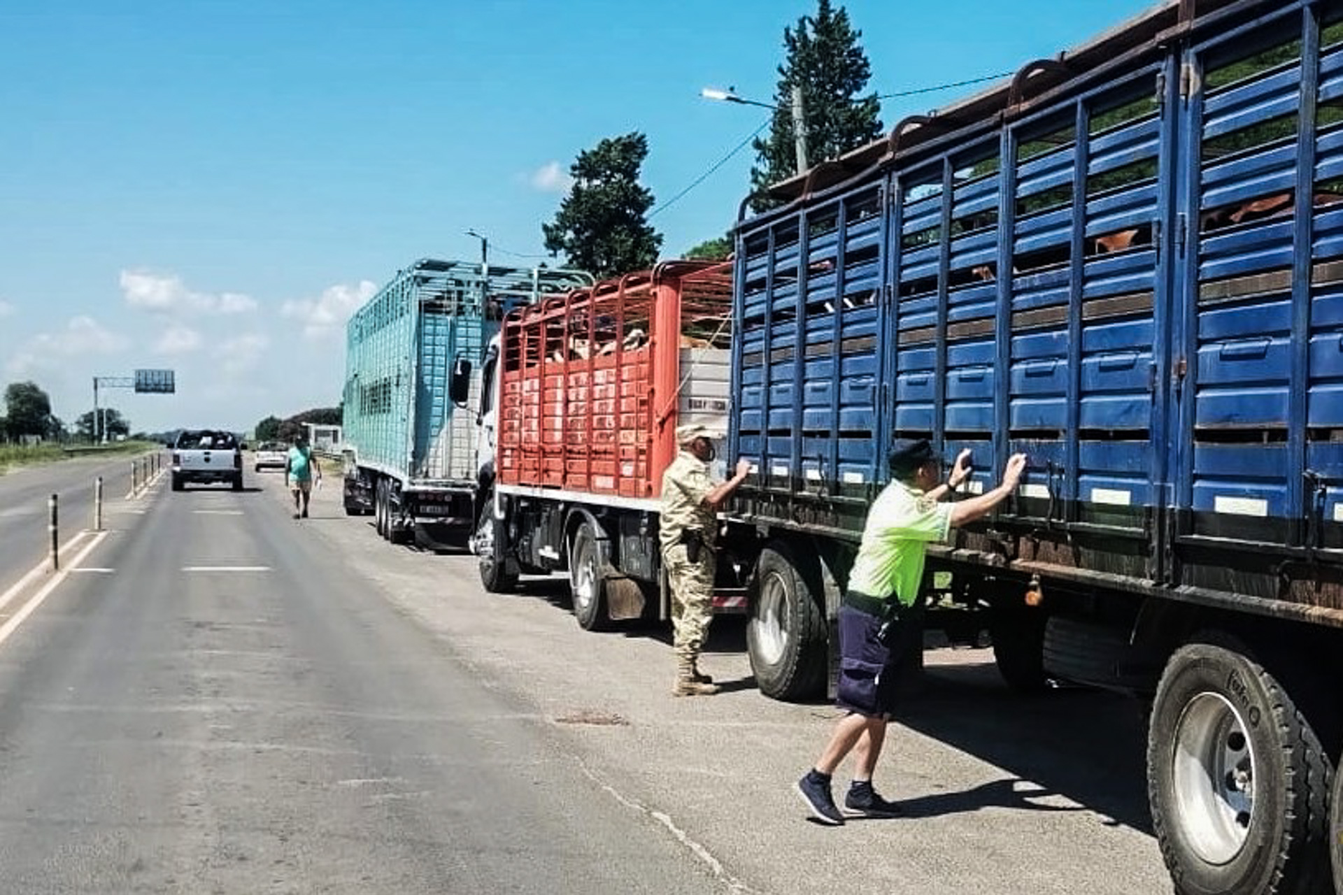 Alarma política: detectan infracción grave en dos transportes de hacienda que pusieron en riesgo el estatus sanitario