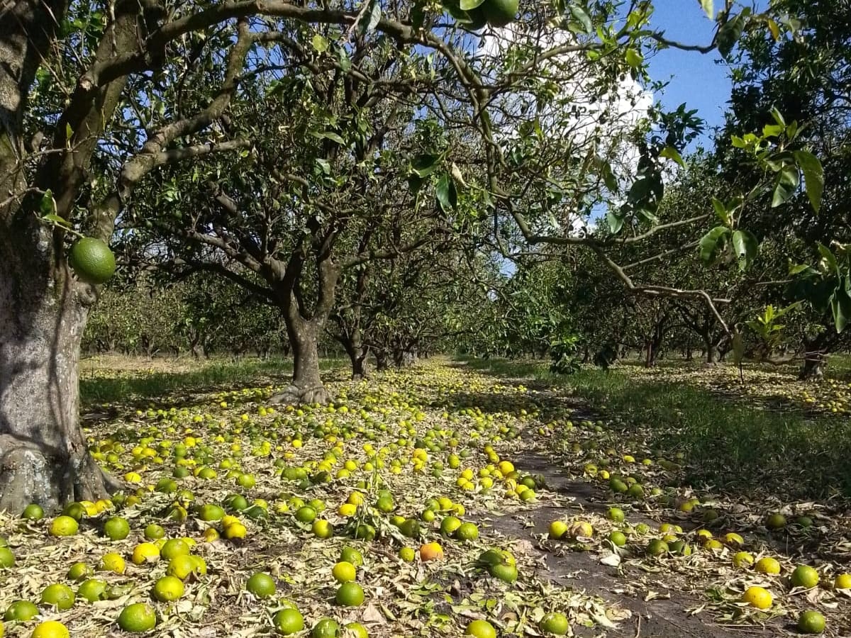 Un violento temporal se llevó la producción de dos importantes regiones citrícolas
