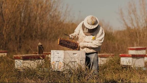 USD 15 millones para apicultura: Nación aprobó un crédito internacional que incluye a Entre Ríos
