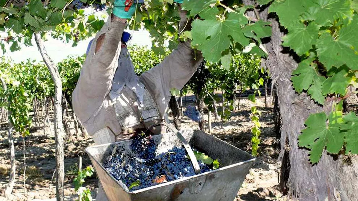 Economías regionales: crisis del vino y la yerba mate generan tensiones en Mendoza y Misiones