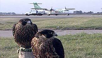 Entre Ríos volverá a tener servicio aéreo