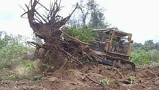 Sancionaron la Ley de Bosques en el Congreso de la Nación