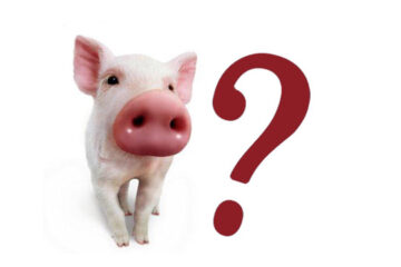 Diputado entrerriano invertirá $60 millones para entrar al negocio porcino