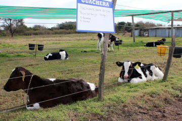 Hay 80 mil vacas menos en la provincia