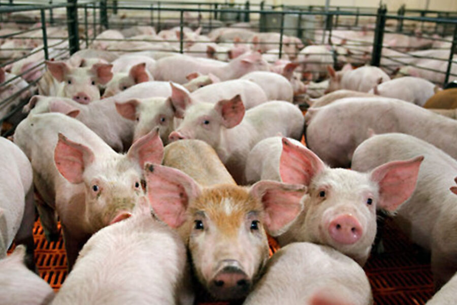 Advierten que se profundiza la crisis de los productores porcinos de Entre Ríos