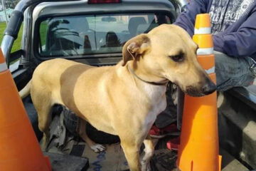 Este can se encontraba perdido