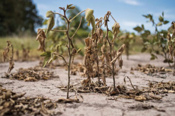 La sequía en la Argentina, entre los 10 fenómenos climáticos más destructivos del año (afectó a Entre Ríos)