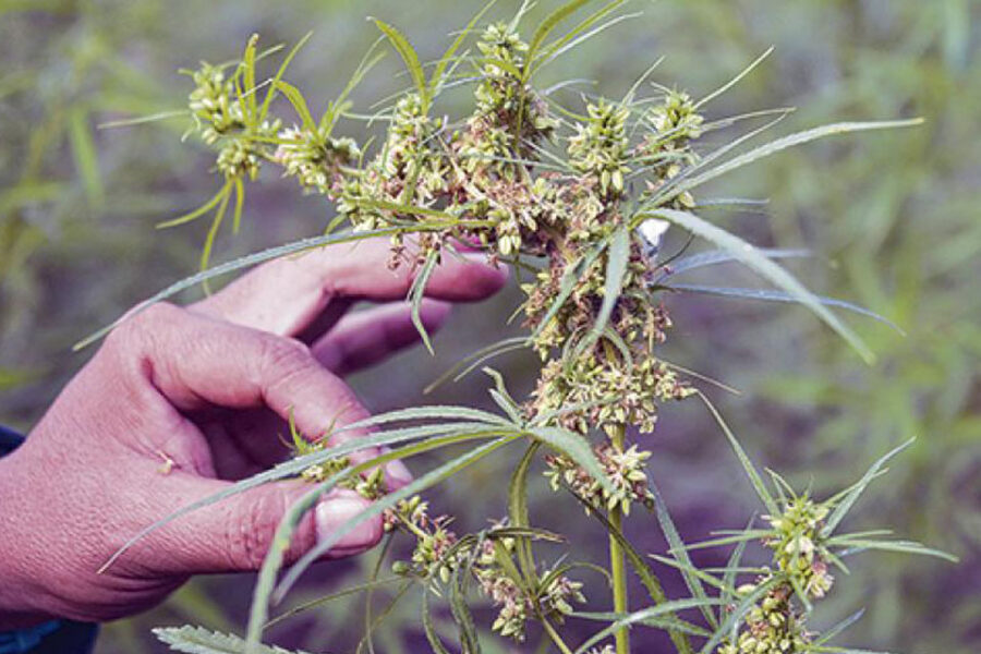 Reglamentan el cultivo cannábico