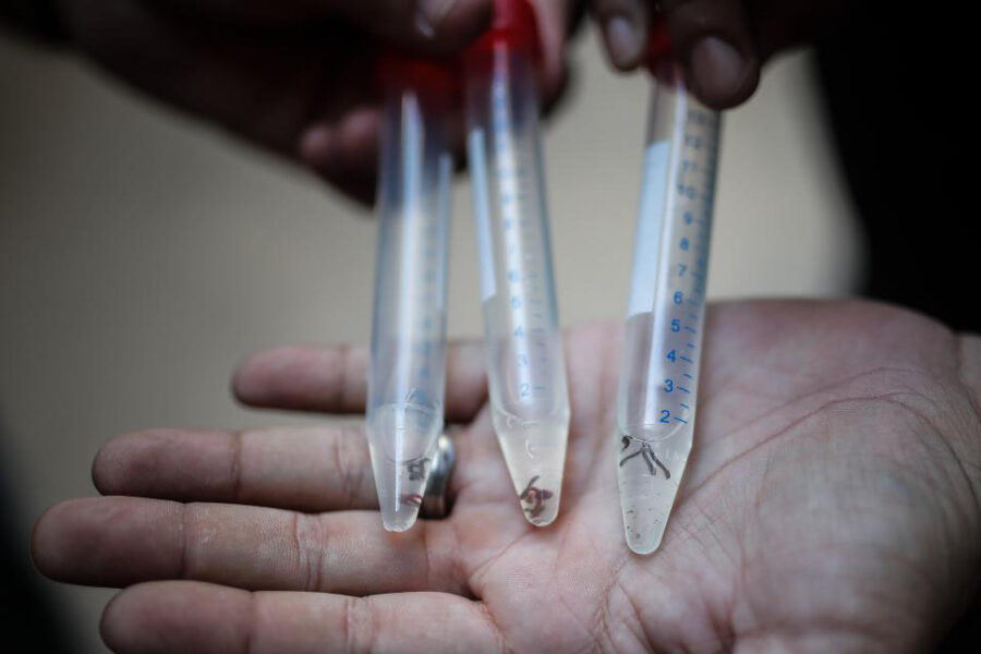 Siguen subiendo los casos de dengue en Entre Ríos