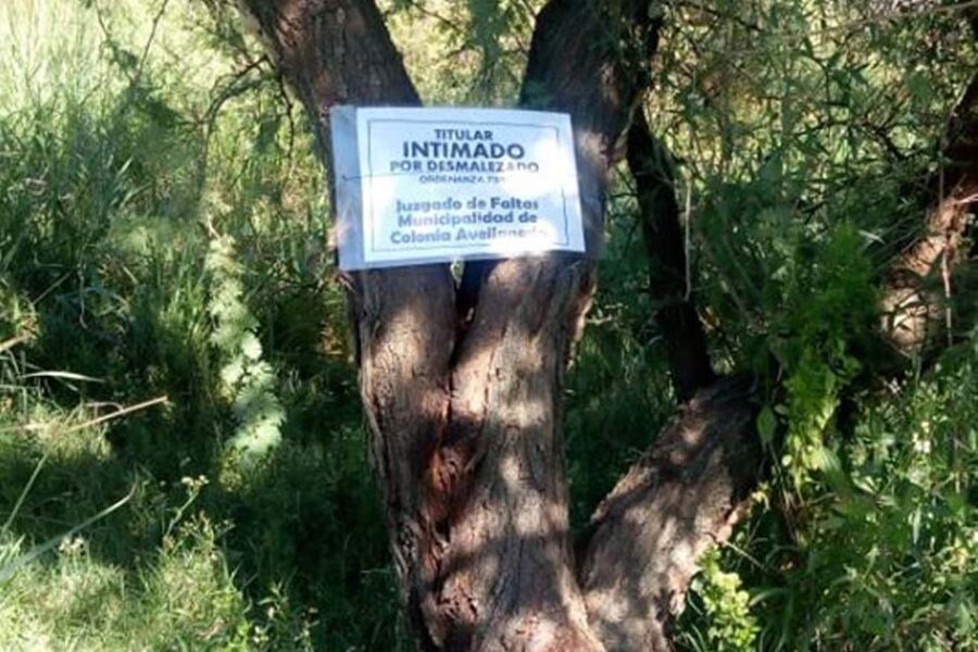 Limpieza de baldíos