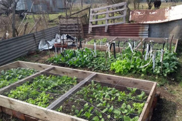 Huertas del Área de Promoción y Desarrollo Social