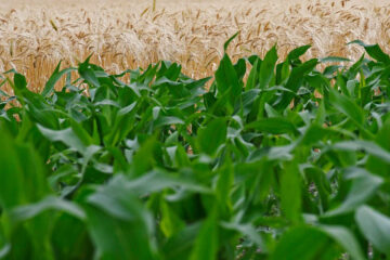 Se levantó el paro tras la apertura al maíz