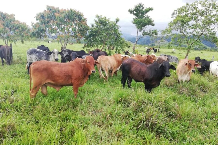 Presentan el primer Fondo de Inversión Ganadero