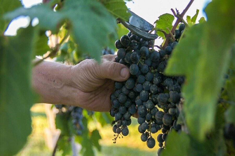 Se realizó la primera vendimia en San José