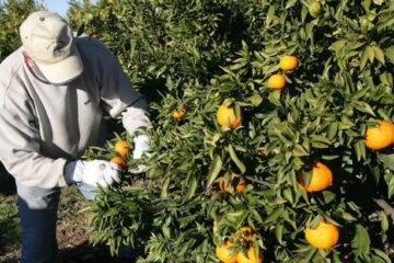 Programa Interzafra 2021: Consultas ‘on line’ para beneficiarios