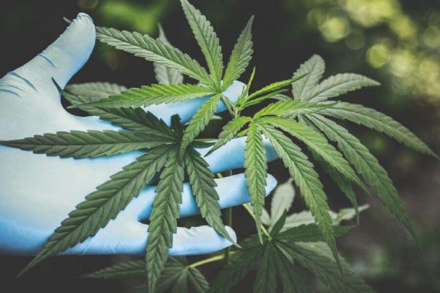 Entre Ríos a la vanguardia en la industria del cannabis