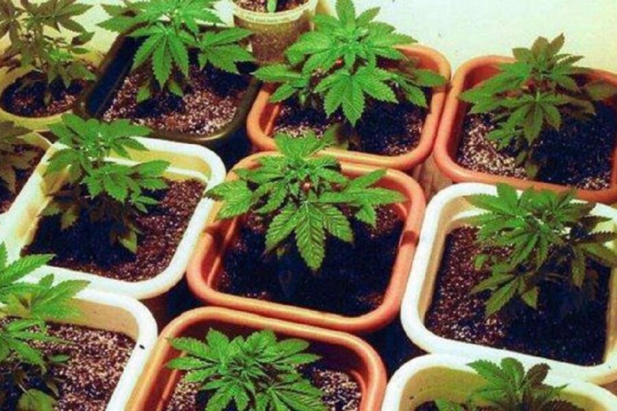 Media sanción para la producción nacional