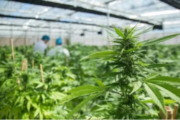 La ley nacional se apodera del mercado y deja las provincias afuera