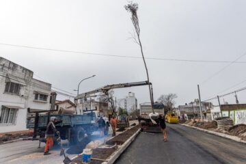 Plantan los árboles del cantero central verde en Racedo