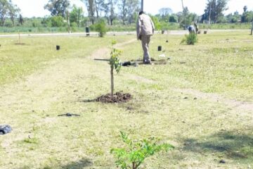 Plan de arbolado en zona sur